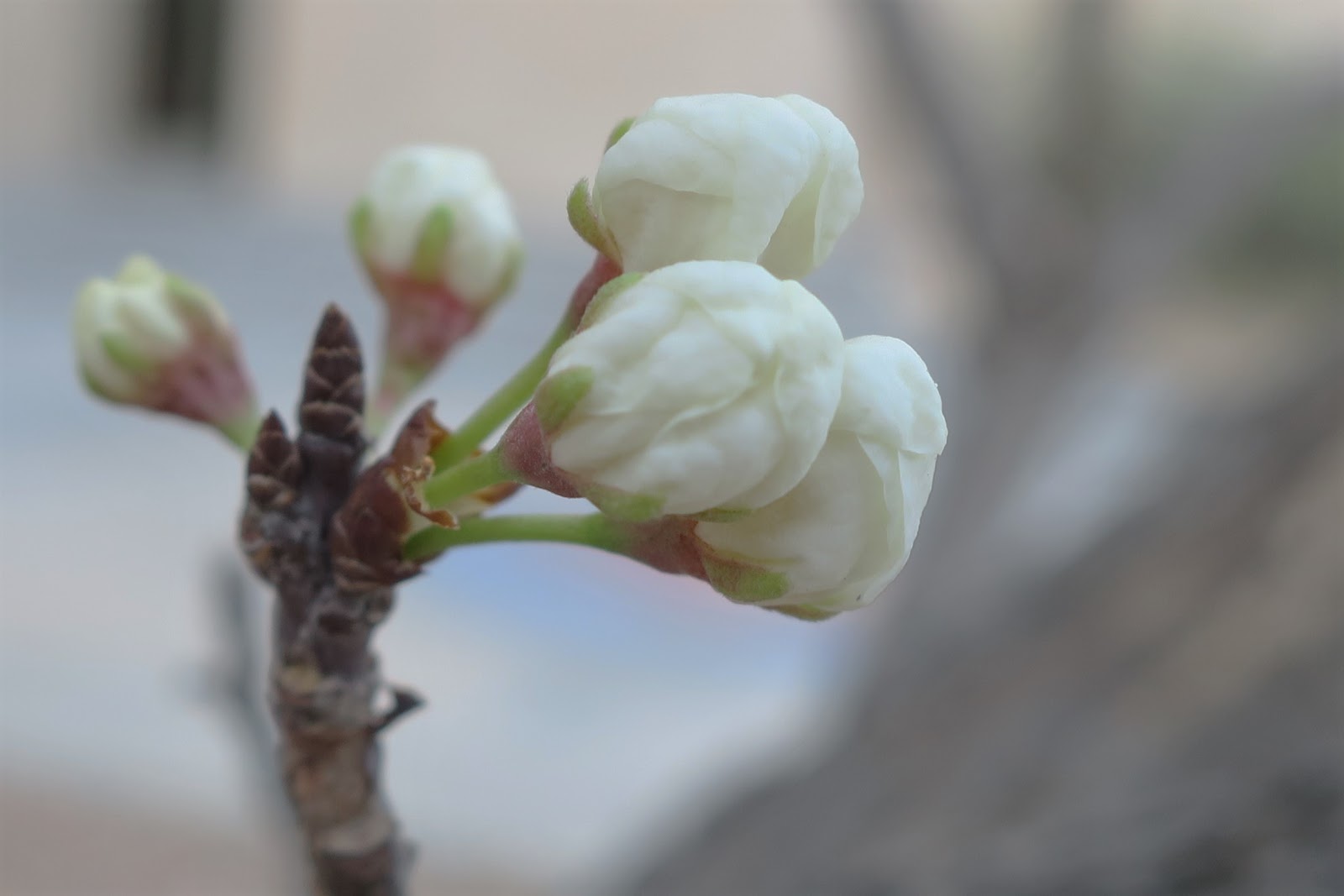 Living Rootless El Paso UTEP Trees Like a Spring Bride