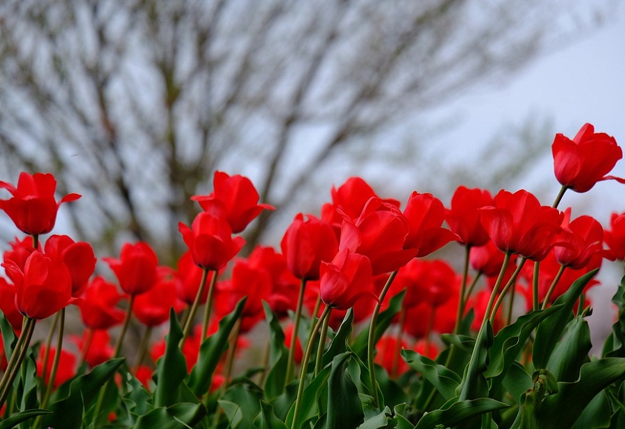 15 Gambar Bunga Tulip yang Indah dan Cantik Roman Kamelove