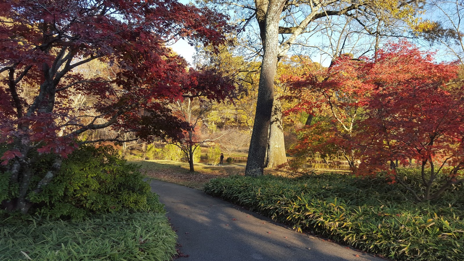 Divers And Sundry Memphis Botanic Garden In The Fall