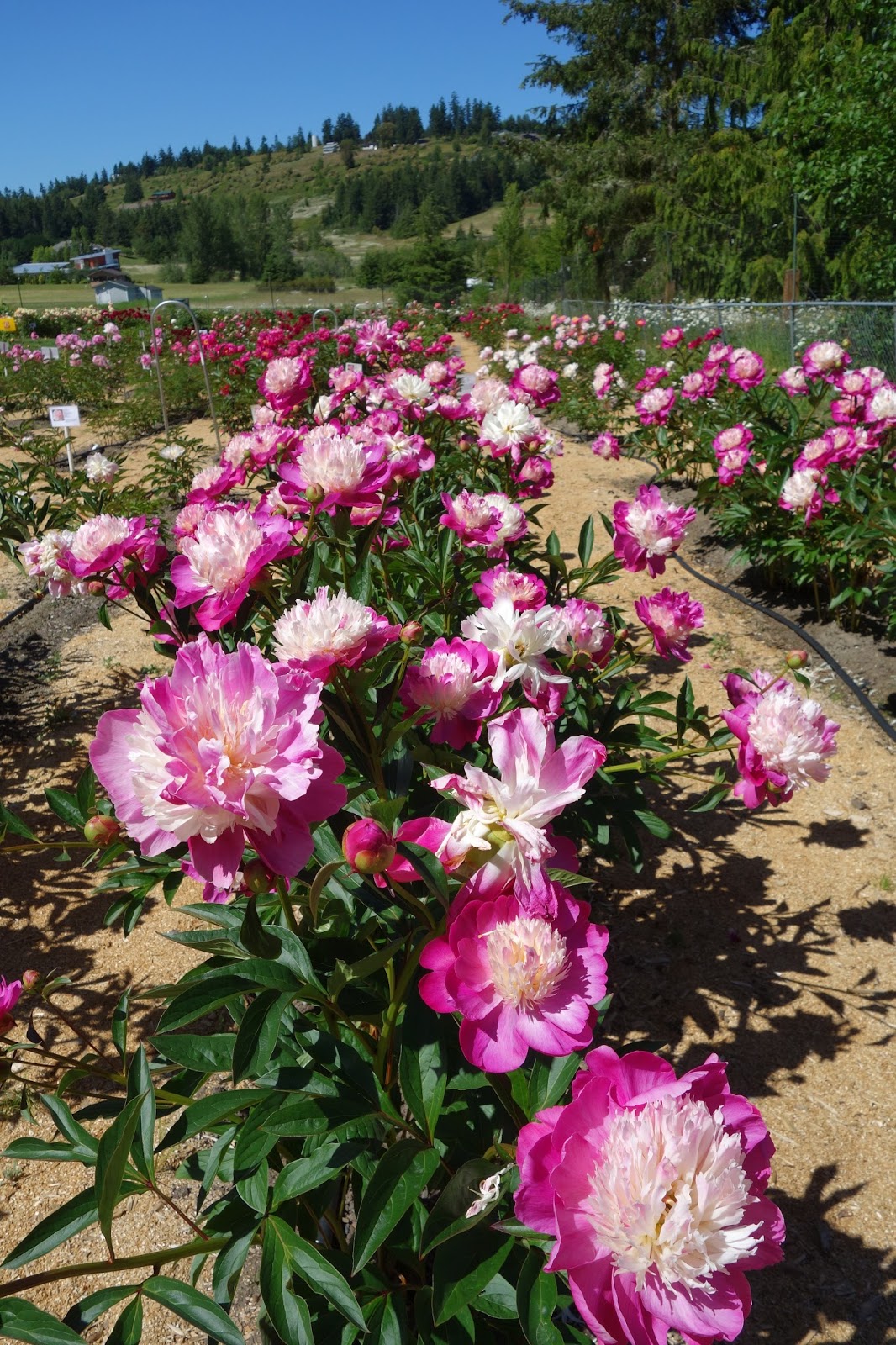 Moments of Delight...Anne Reeves Peony Farm A Delightful Trip to Sequim