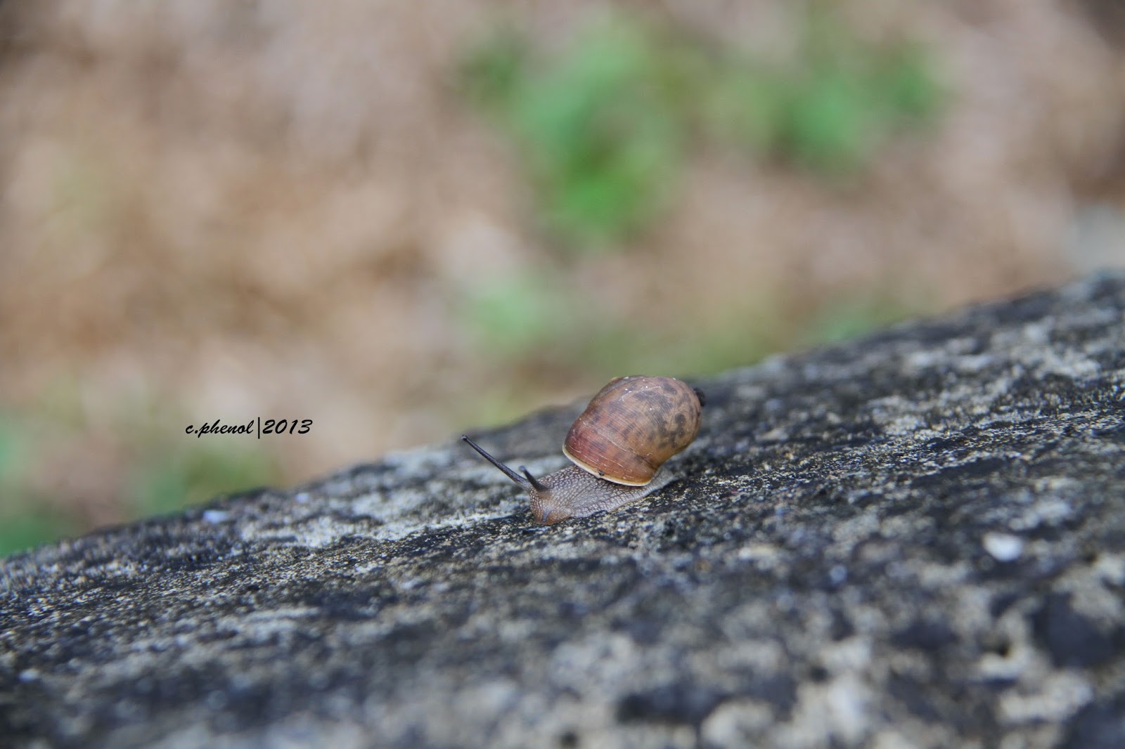 Down to earth Okinawan cute snails