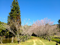 Cerejeiras Templo Kinkaku-ji em Itapecerica da Serra