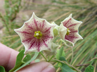 Philibertia gilliesi flor