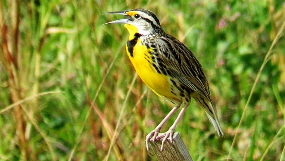 Backyard Birding....and Nature Meadowlark Singing And Calling 11 Minutes