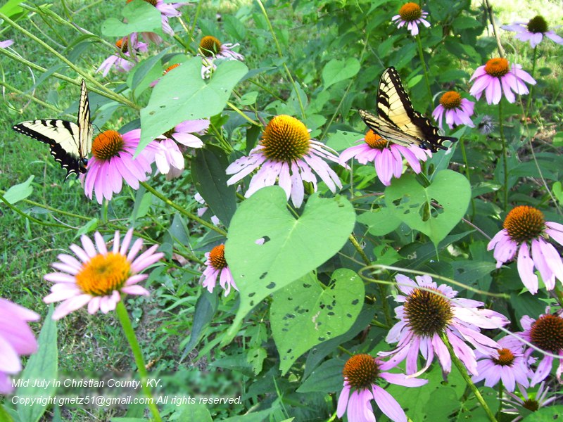 Prairie Bluestem Butterflies and Coneflowers