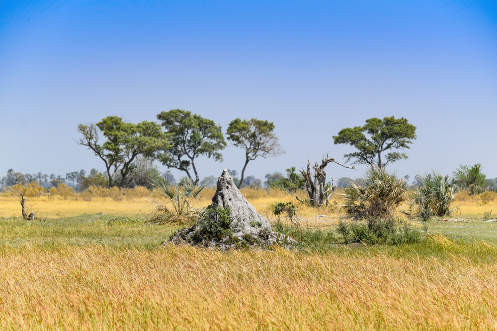 Termite Mounds of Okavango Delta