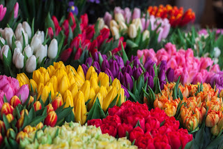 Bøtter med tulipanbuketter i en blomsterbutikk