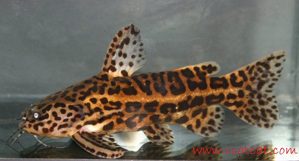 Gambar Driftwood Catfish Jenis Jenis Ikan Catfish Atau Lele Hias