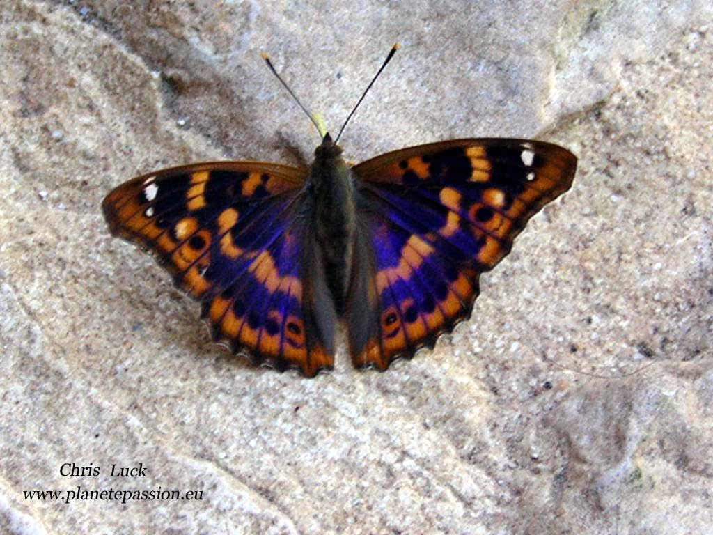 French wildlife and beekeeping Purple emperor and Lesser purple