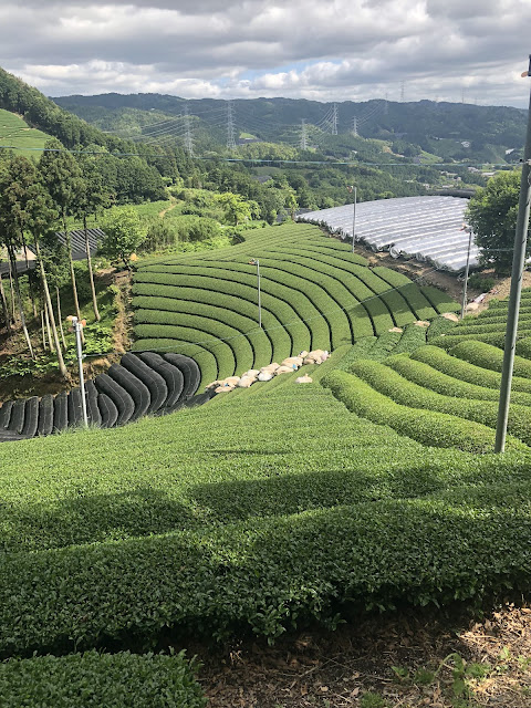 京都で茶摘み体験ツアー in 相楽郡和束町