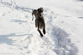 Italian Greyhounds winter