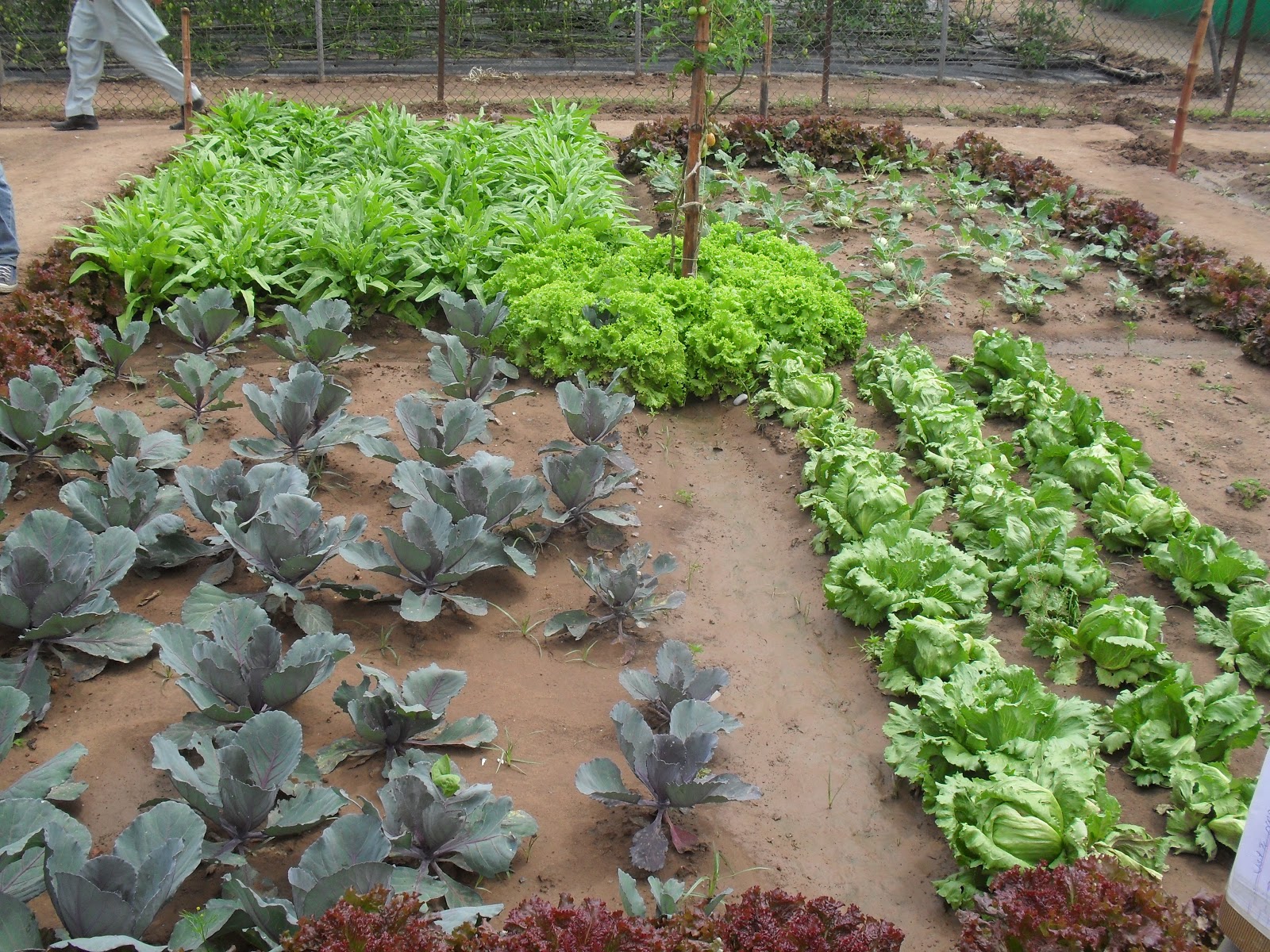 Nursery raising and management for vegetable crops General Agriculture