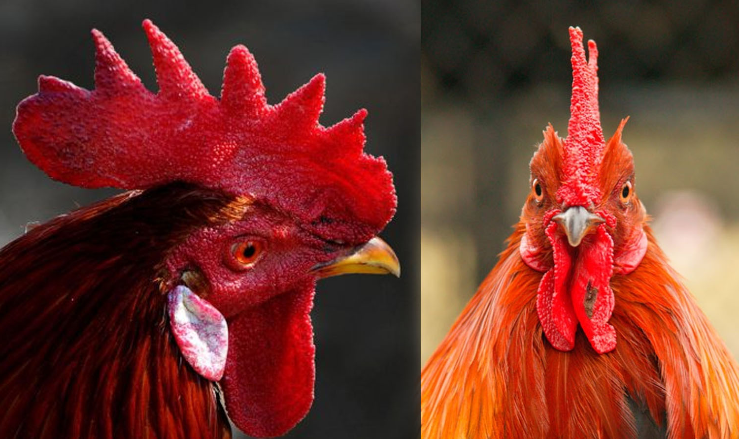 20+ Fakta Menarik tentang Ayam - Sepenuhnya