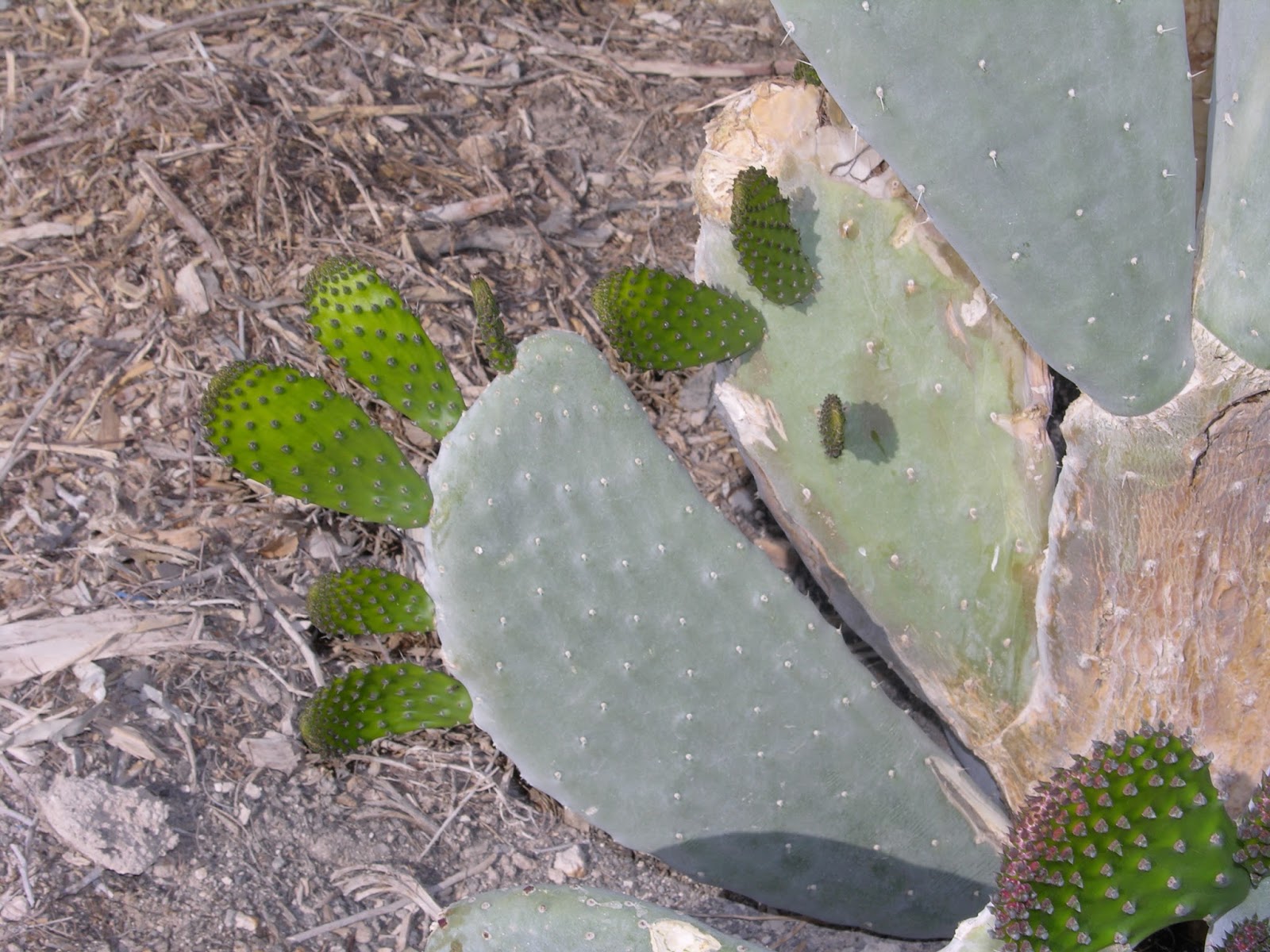 Xtremehorticulture of the Desert Opuntia Cactus Damage and Not Growing
