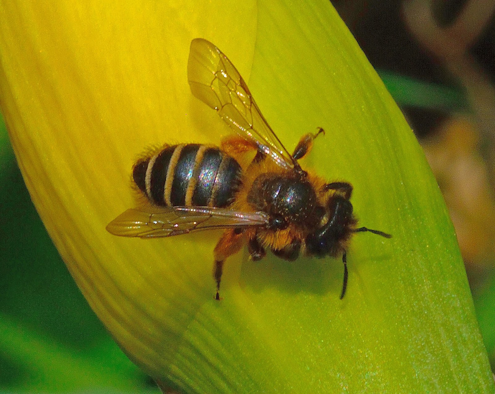Wight Bumblees The Yellowlegged Mining Bee.
