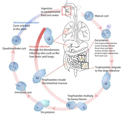 What is Amoebic Dysentery