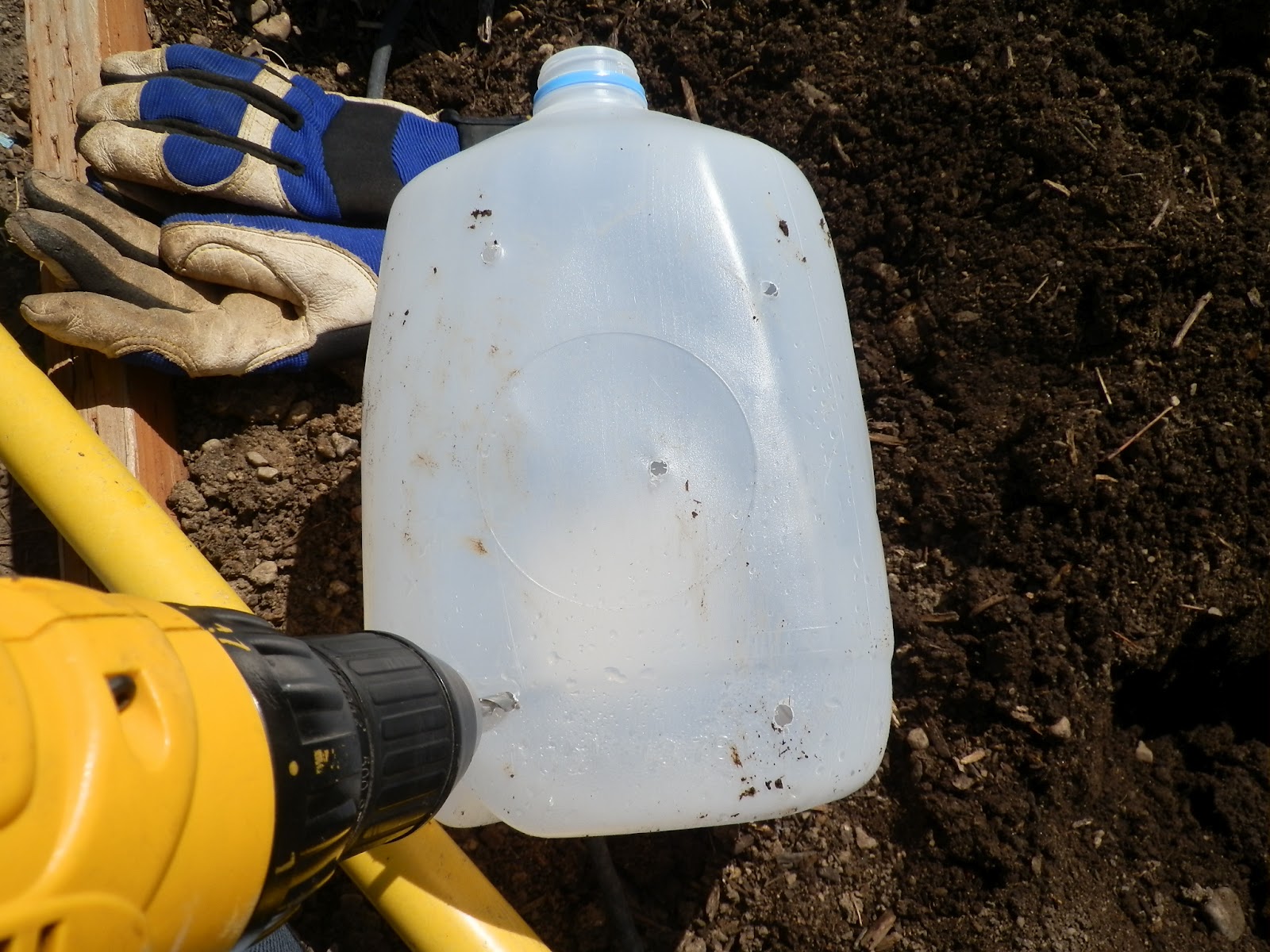 The Gardener's Spot Using Milk Jugs For Watering Your Garden