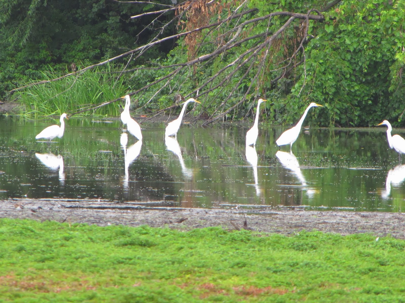 Thurston Nature Pond