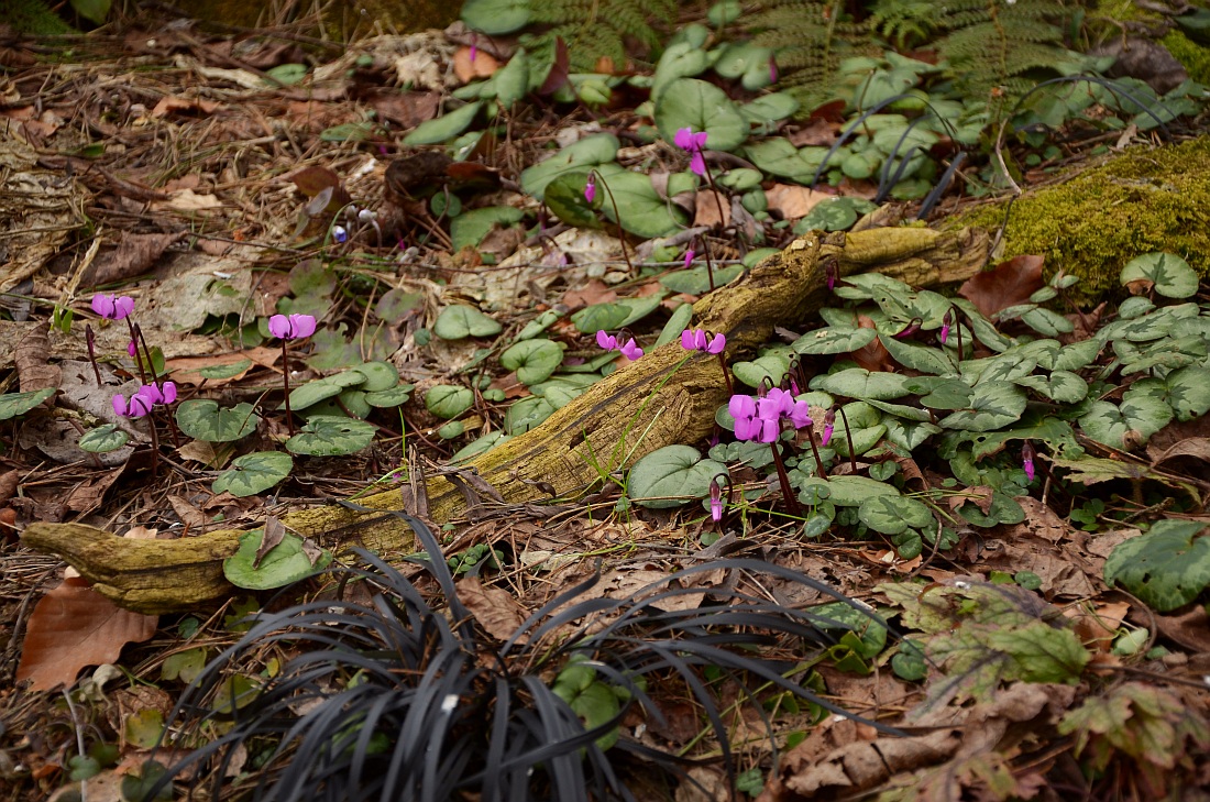 Storchschnabel Und Andere Stauden Page 3 Chan 31479082 Rssing Com