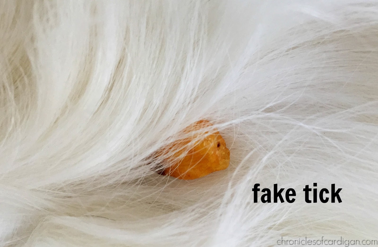 The Chronicles of Cardigan How to Inject Humor Into Removing an