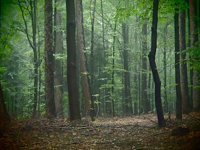 spacer w lesie, dziecko w lesie, zabawy w lesie