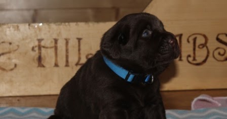 Most sensible of the Hill Labs: Candy Sweets