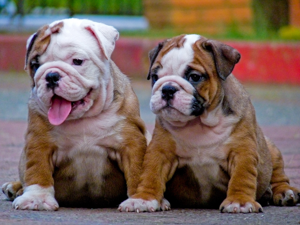 Cute Puppy Dogs Miniature English Bulldog Puppies