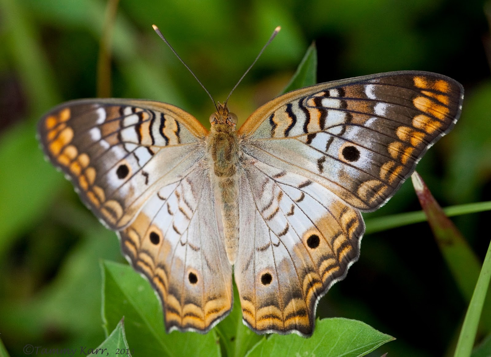 i heart florida birds Wetland Butterflies