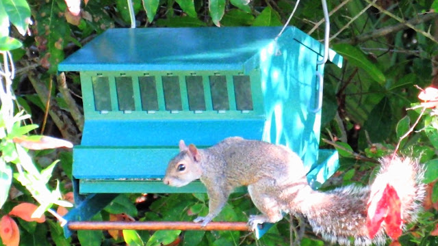  Squirrel Resistant Bird Feeder