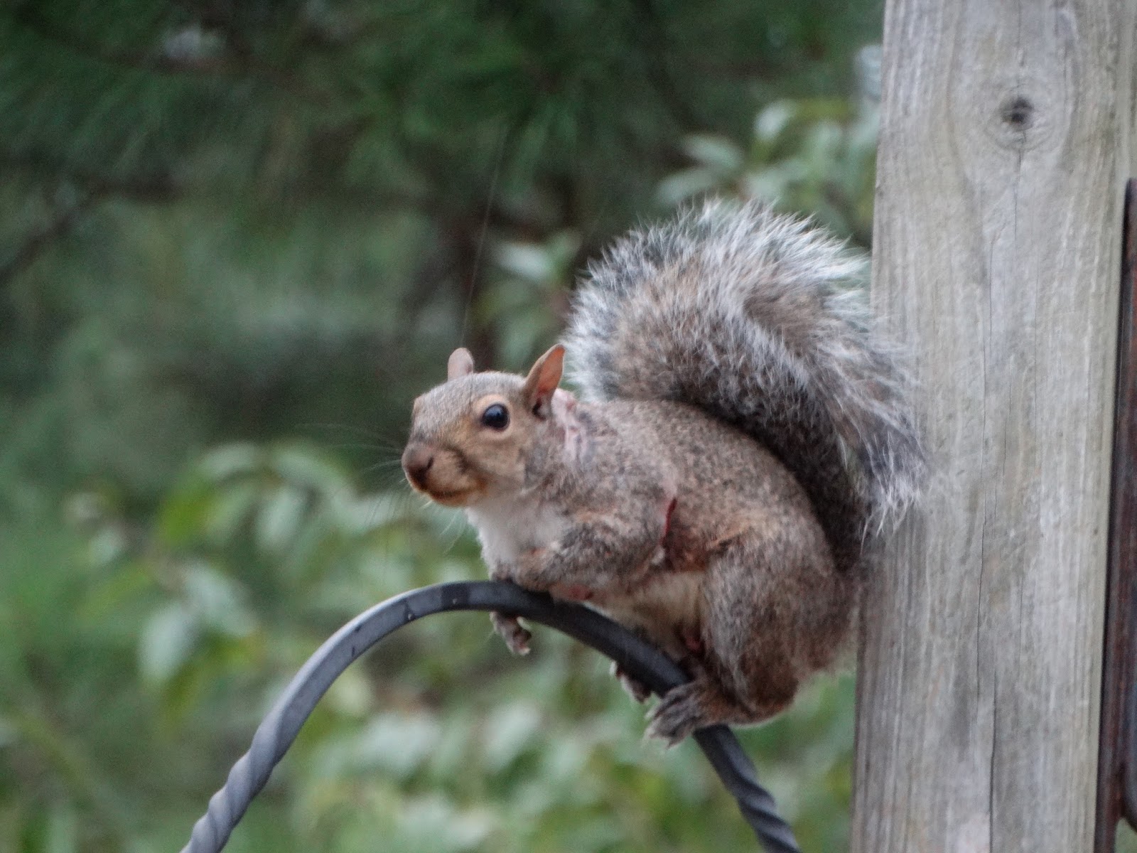 Club Mallard Warbler and warbles