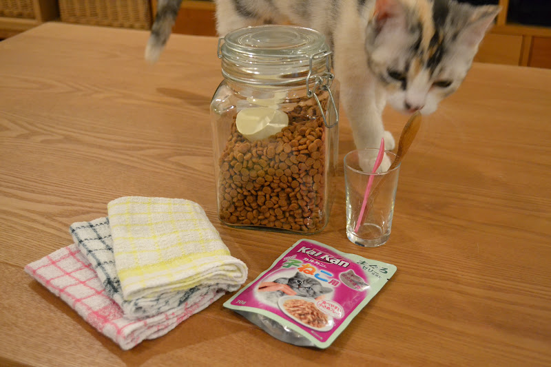 猫のごはん 市販のもの ６ヶ月 １歳