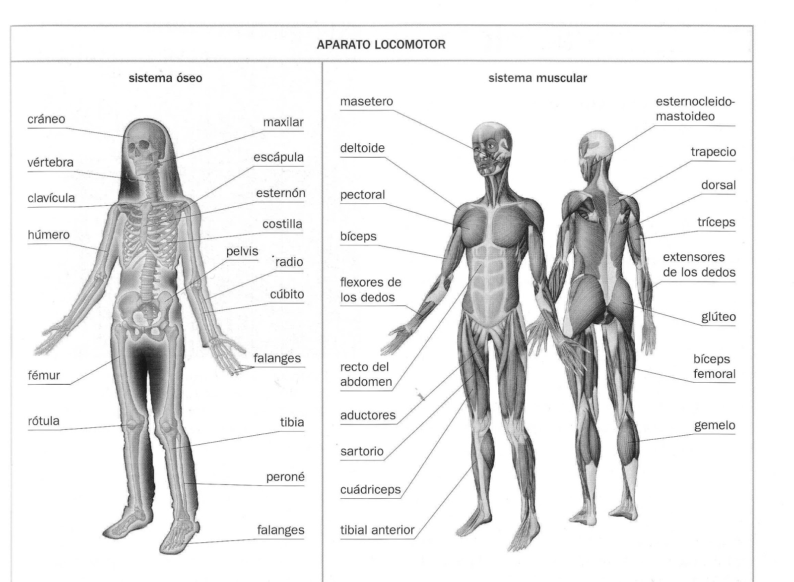 CEIP Lucano 6º de Primaria HUESOS