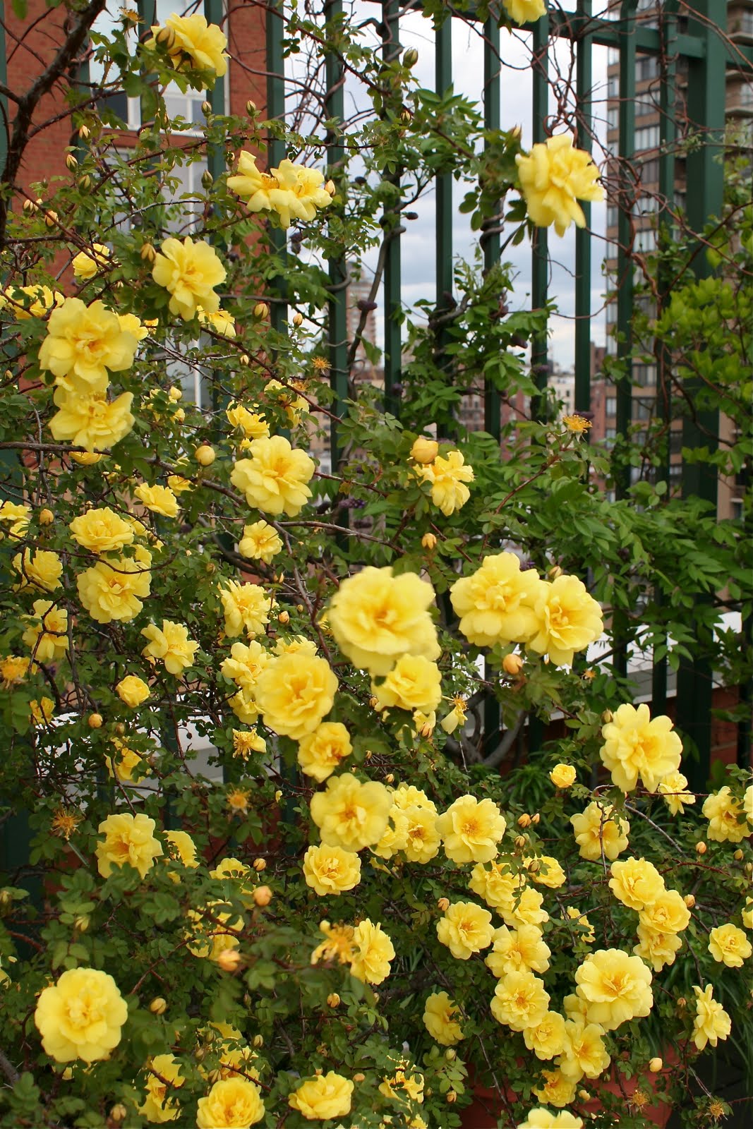 Garden Bytes from the Big Apple: FORSYTHIA KNOWS:PRUNE THE ROSE