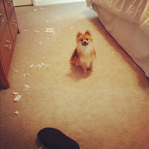 Infertile Private Parts Infertile Deployment/Dog Hoarding Problems