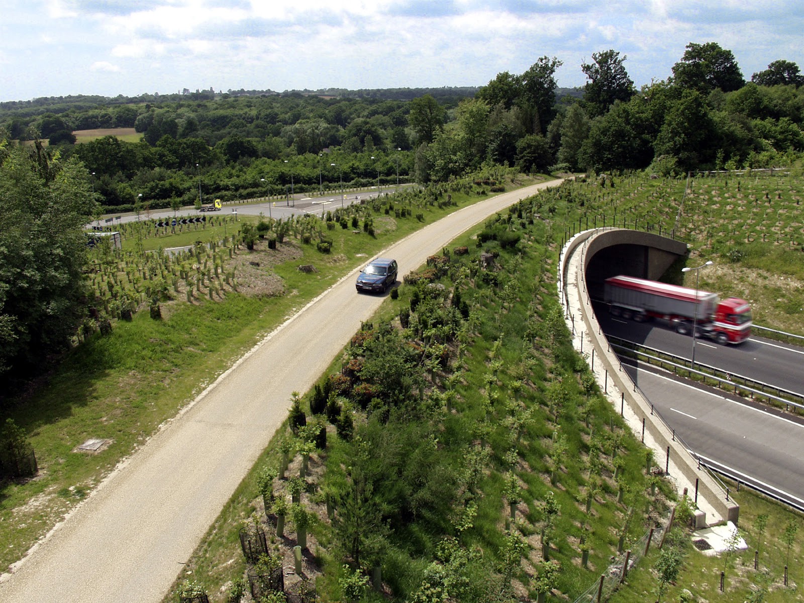 Wildlife Bridge Animal Wildlife