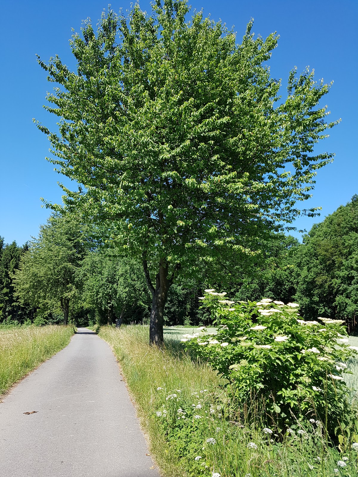 Kristallbogen Juni 2017