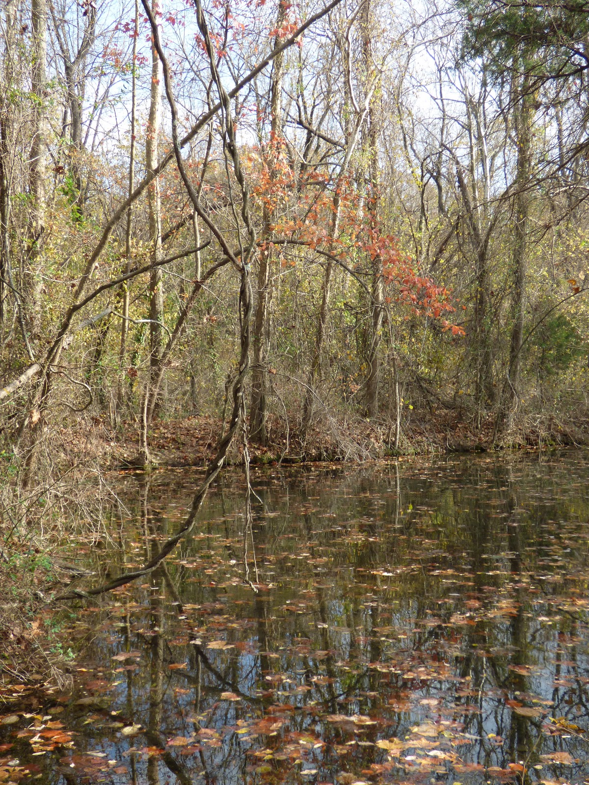 Monday's Mary Oliver Walking to Oakhead Pond
