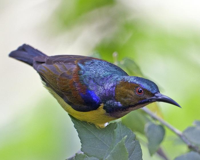 Burung Langka Di Indonesia Versifauzy Iii September 2016