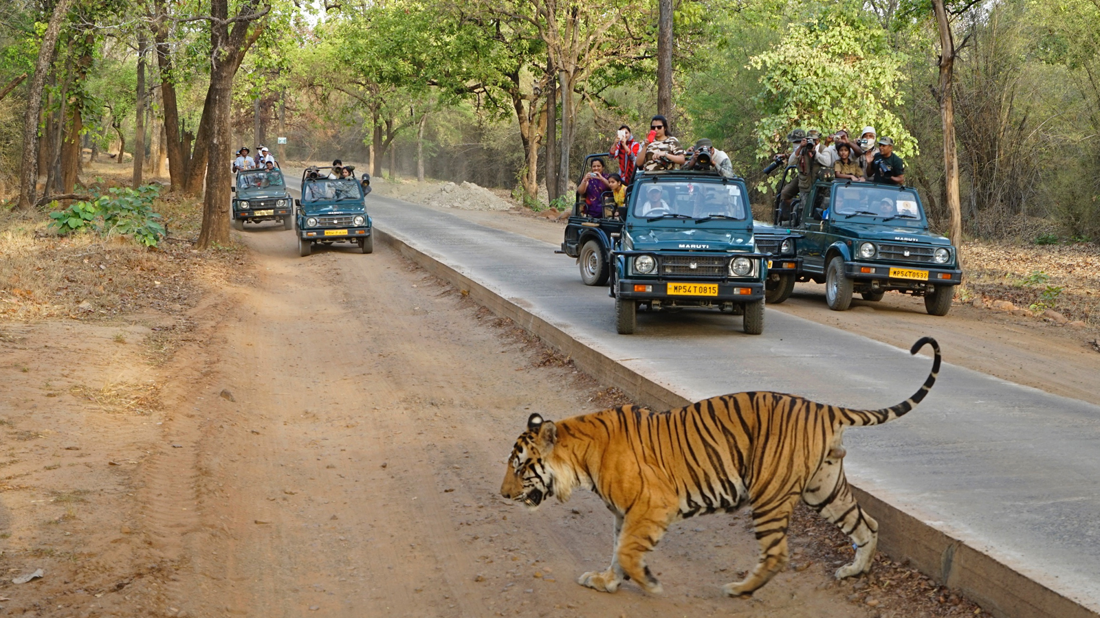 Bandhavgarh National Park Madhya Pradesh