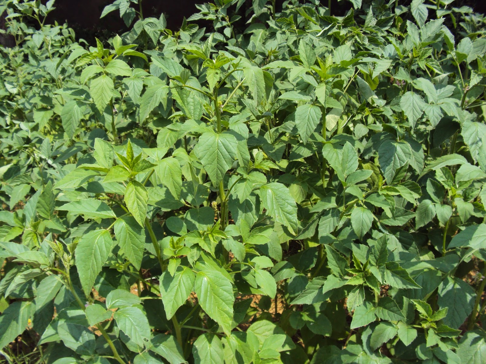 guar seed ( Guar Gum) Cultivation in India