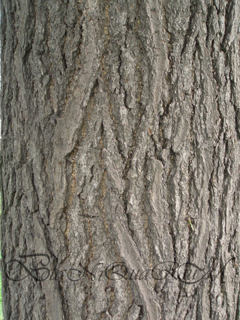 Botaniquarium - Ginkgo biloba bark