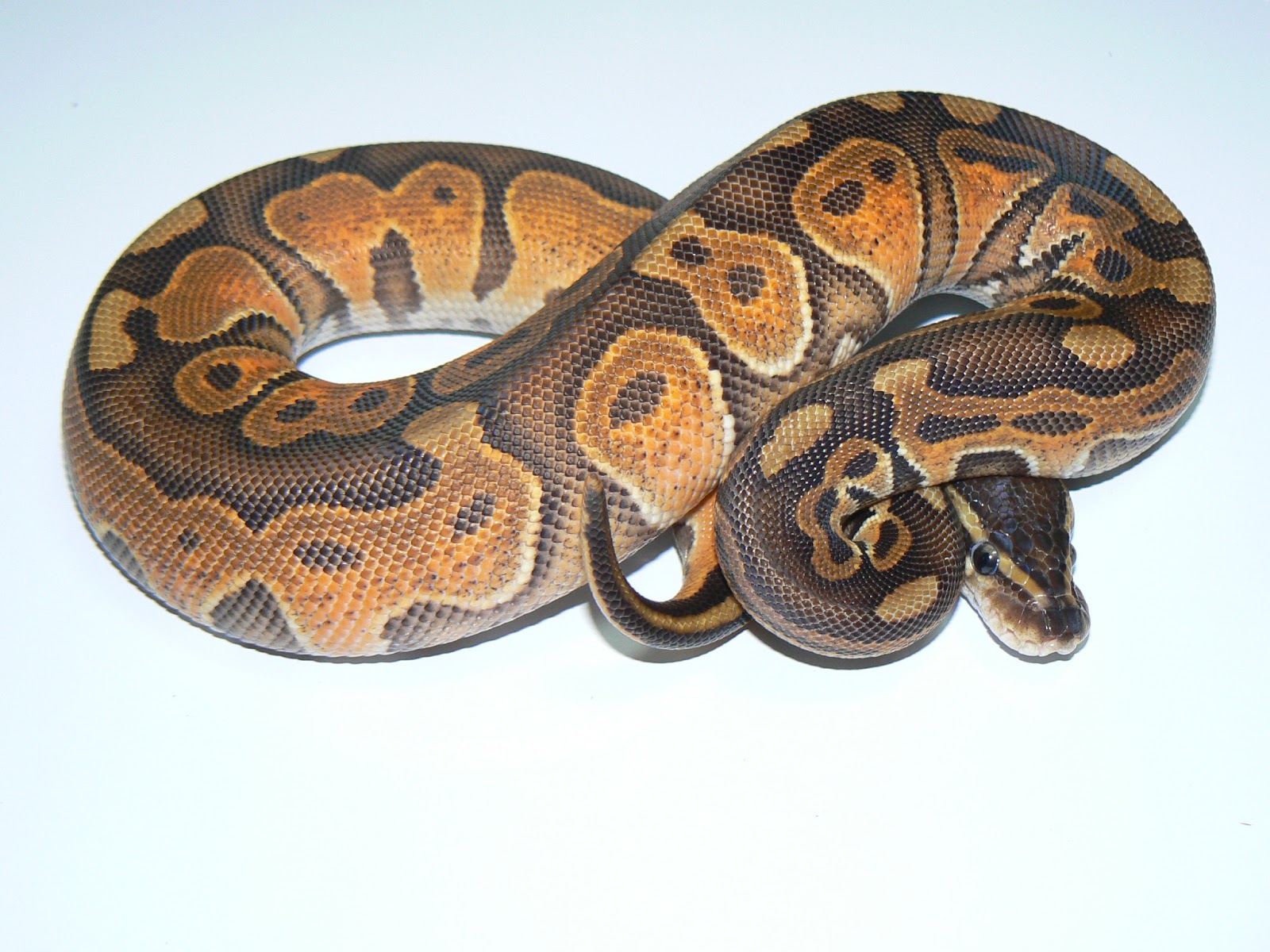 Heather's Herps: Enchi and Ghost Goodness