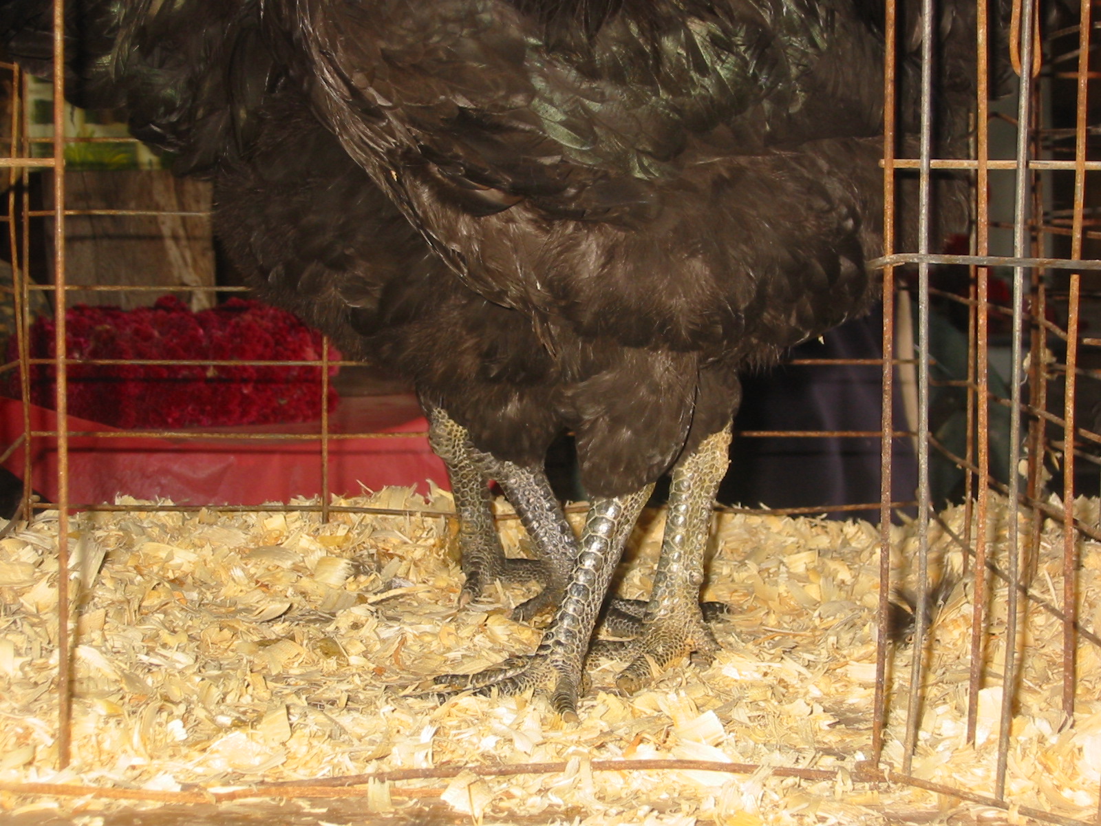 Java breeders: Black Javas