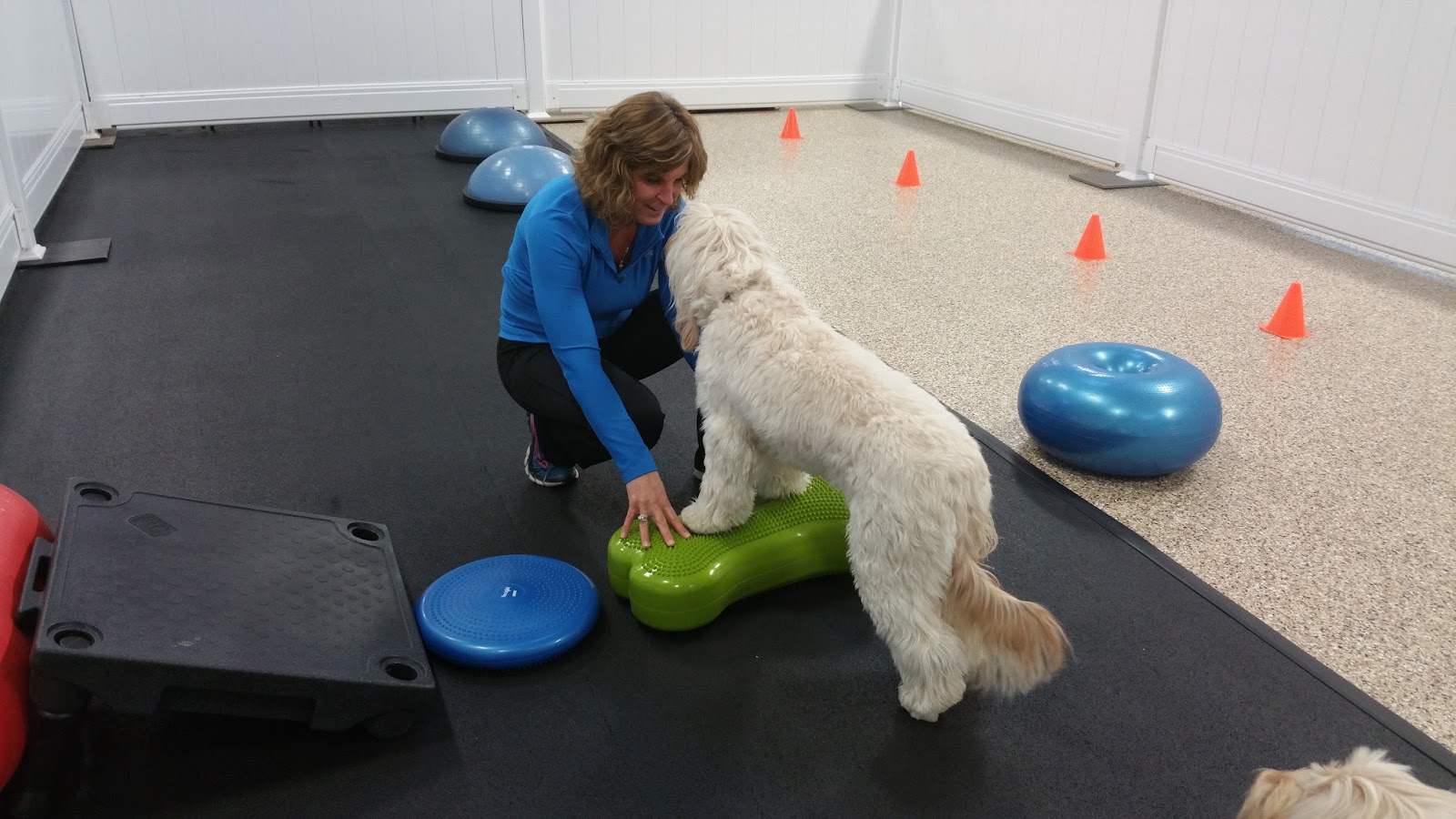 Orrville Pet Spa & Resort Blog What is this "K9 Fit Club"?