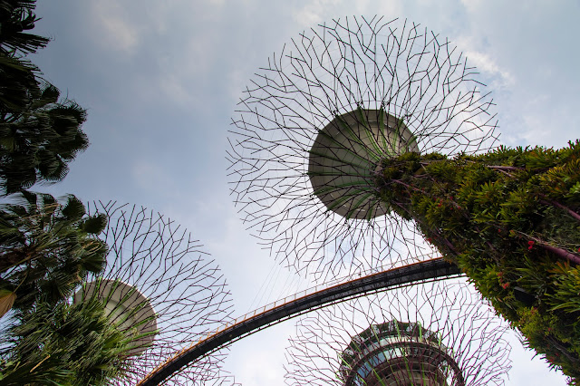 Supertree Grove-Gardens by the bay-Singapore