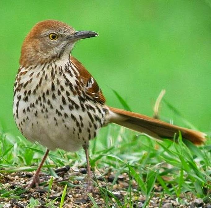 GWA Fourth Grade Blog Social Studies History