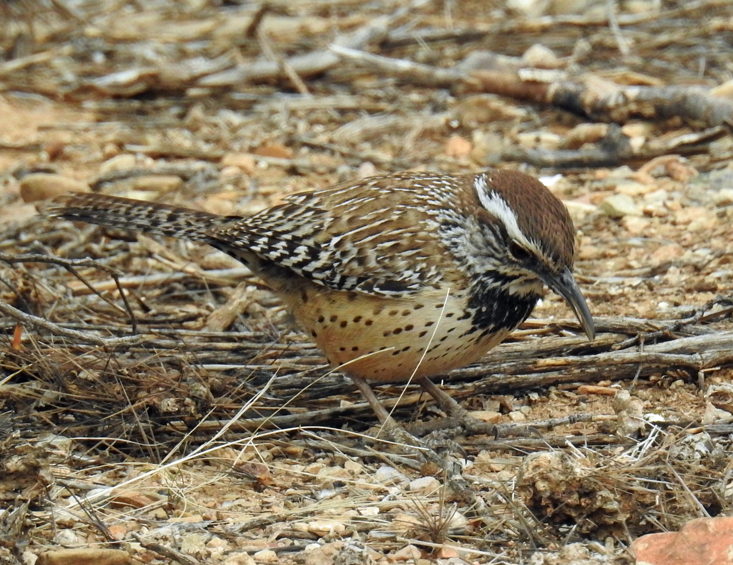Cascade Ramblings Birds of Tucson Mountain Park