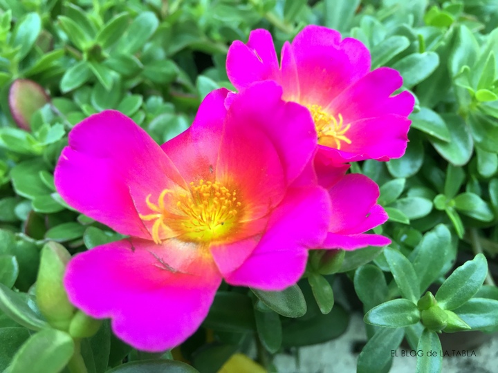 portulaca umbraticola (verdolaga) flor rosa