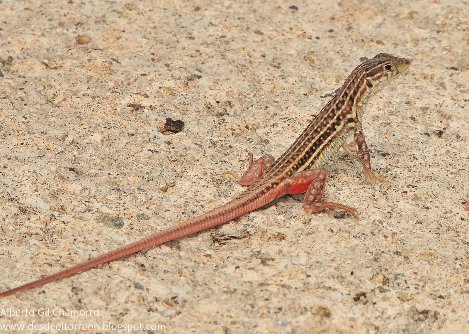 Desde El Torreón Duelo al sol. Lagartija colirroja (Acanthodactylus erythrurus).