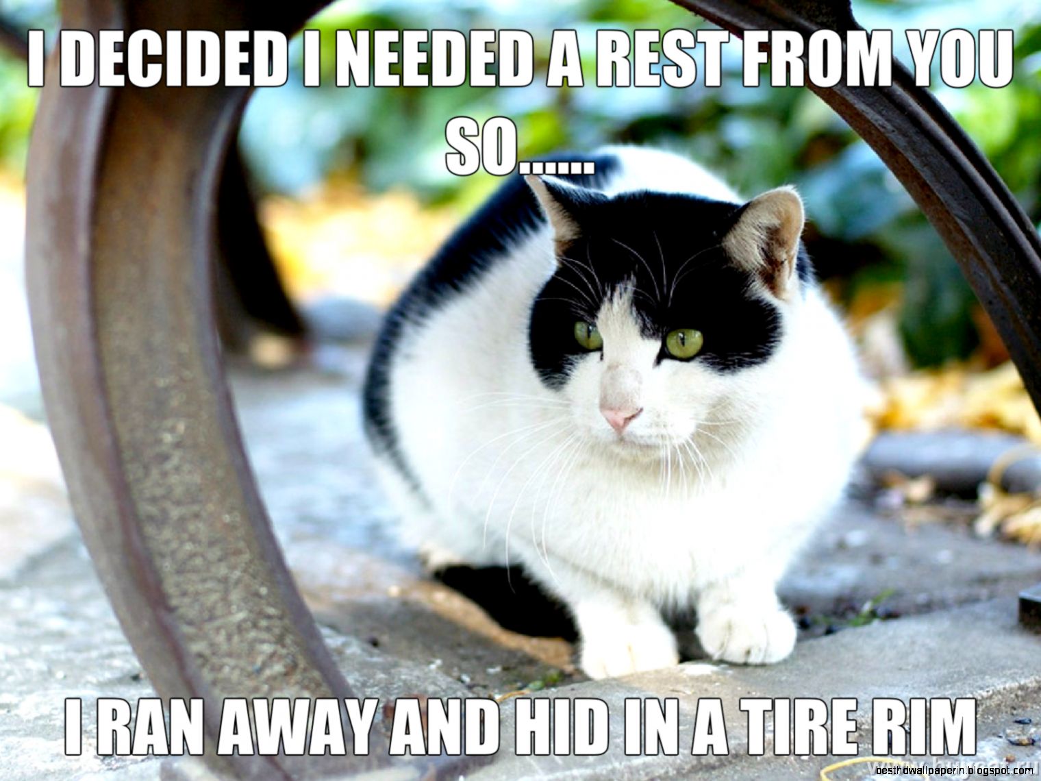 Funny Fat Cats with Captions
